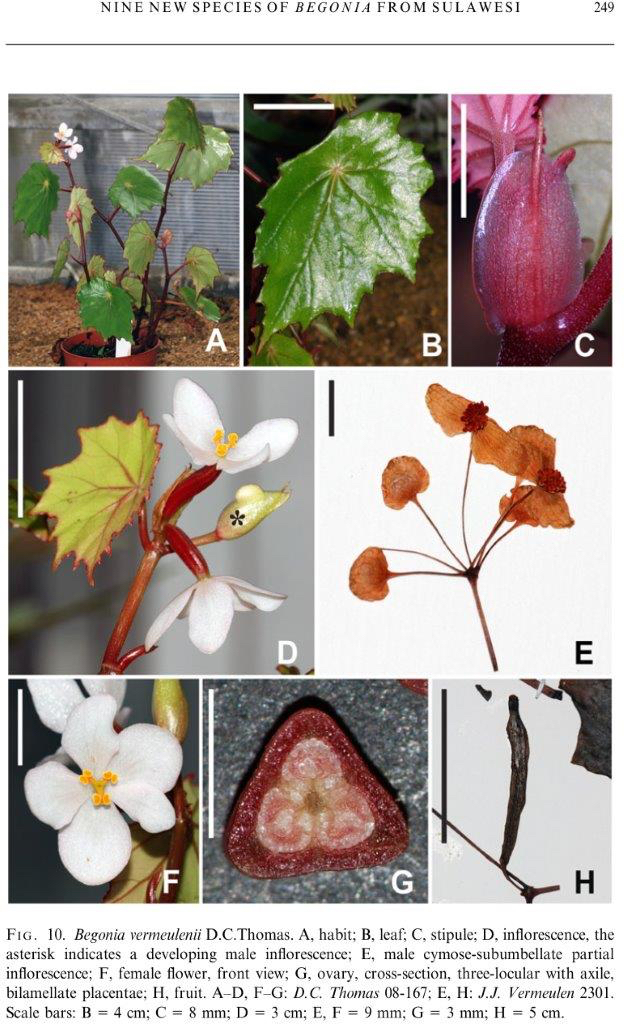 B. vermeulenii